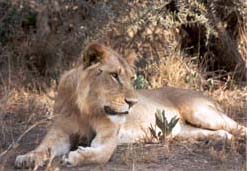 Lion relaxing in the Kenya sun
