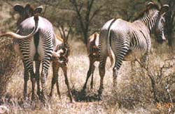 Two zebra mothers with their babies